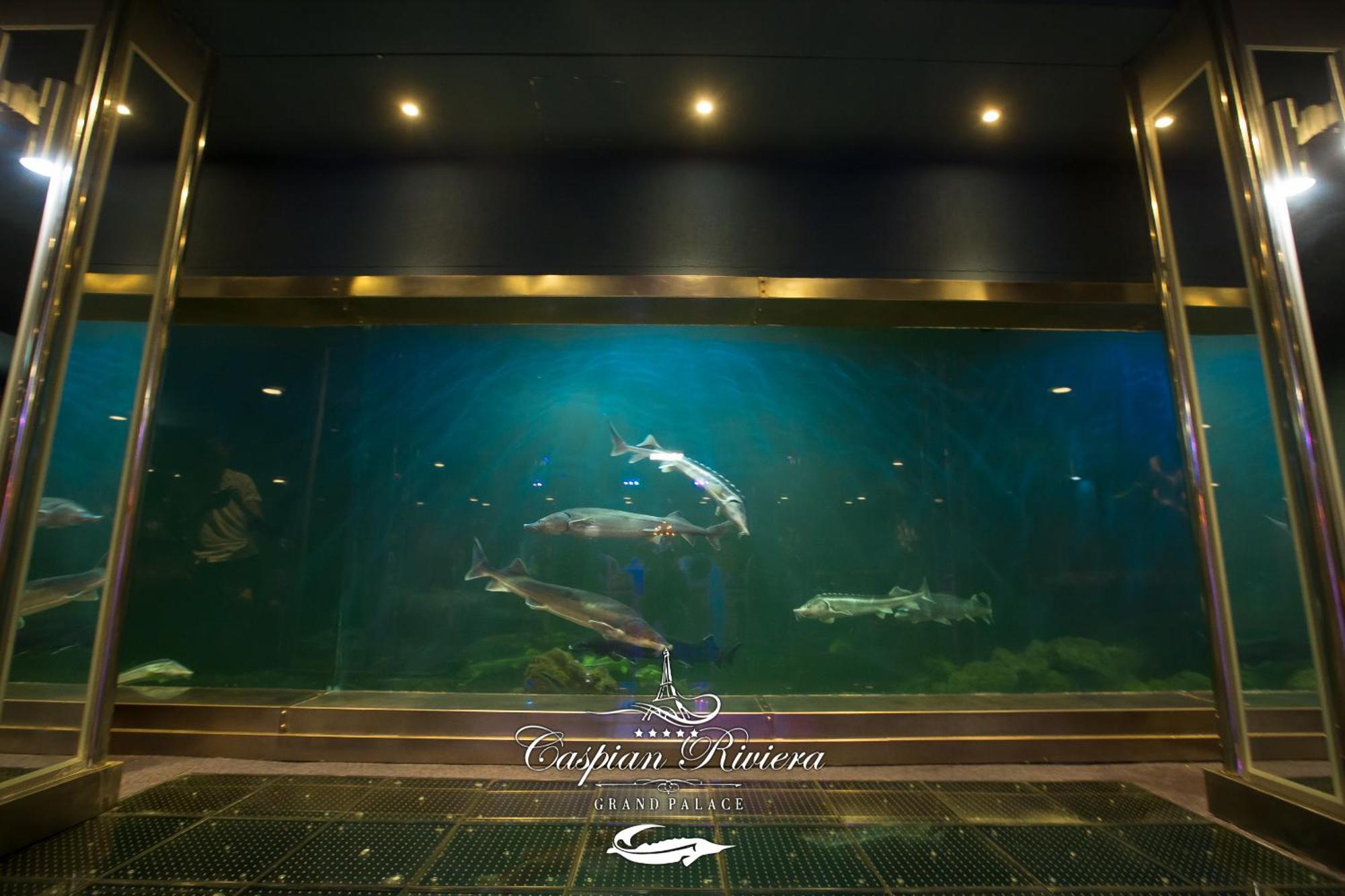 Caspian Riviera Grand Palace Hotel Aktau (Mangystau) Exterior foto Dolphins at the aquarium